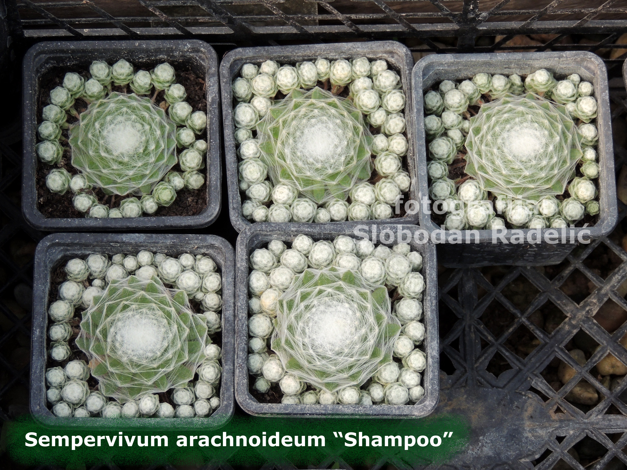 Sempervivum "Shampoo"